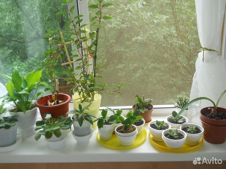 Излишки цветочной коллекции