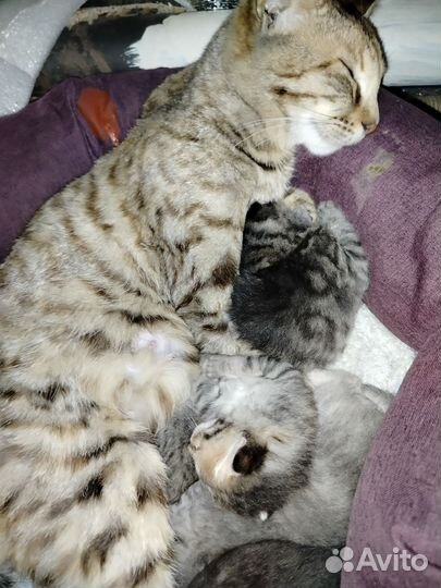 Котята бенгальские помесь