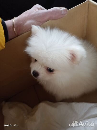 Померанский шпиц (мини)