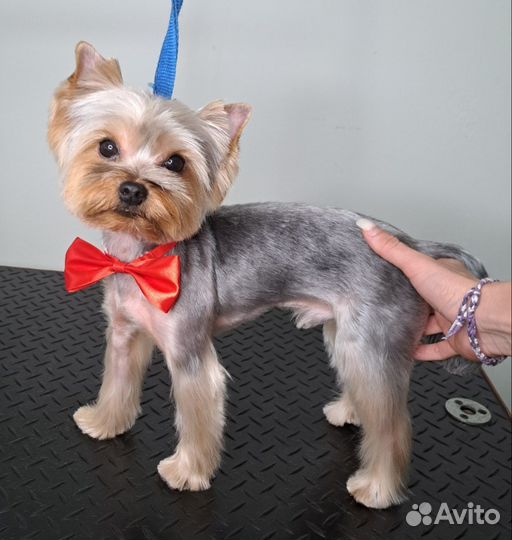 Груминг,стрижка собак,стрижка кошек,грумер