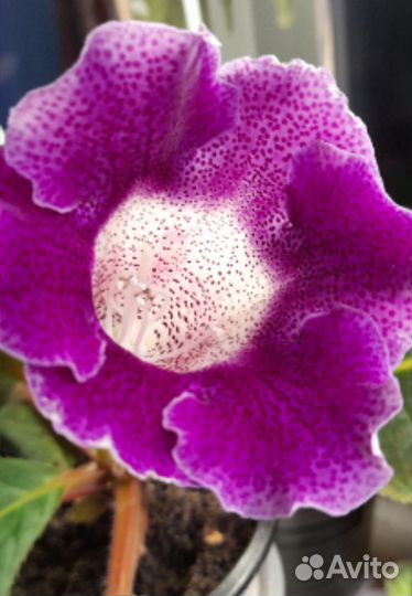 Клубни глоксиний