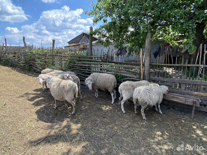 Мясо молодых баранов