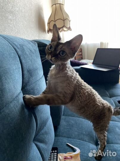 Передержка кошек и собак в 3х комнатной квартире