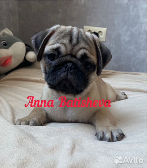 Щенки мопса черные