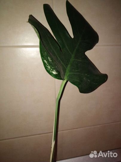 Монстера вариегатная