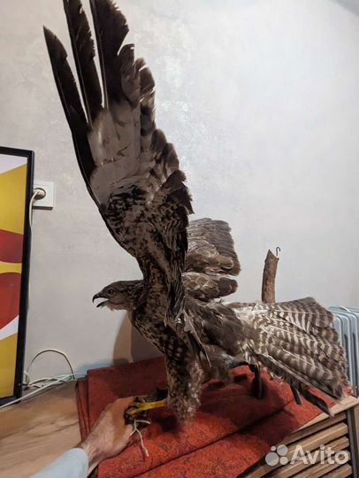 Фигура птицы