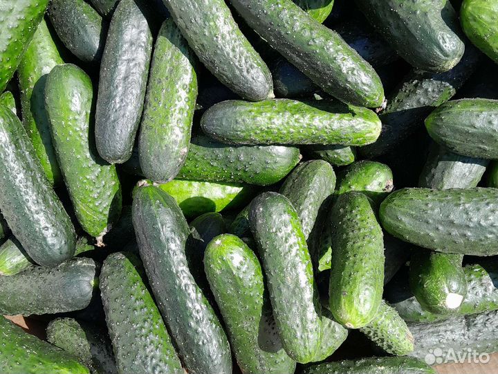 Огурцы свежие оптом