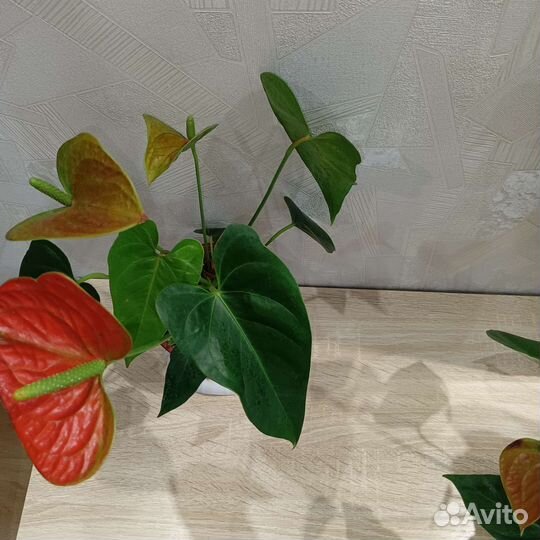 Антуриум оранжево зеленый Карма оранж