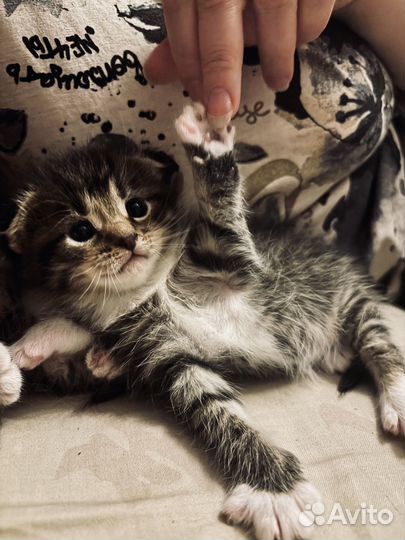 Котята от шотландской кошки