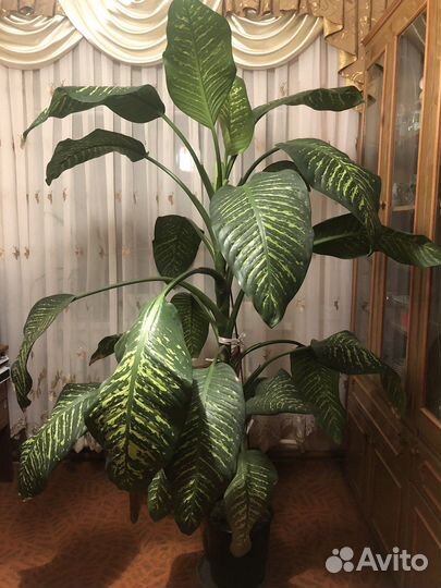 Диффенбахия