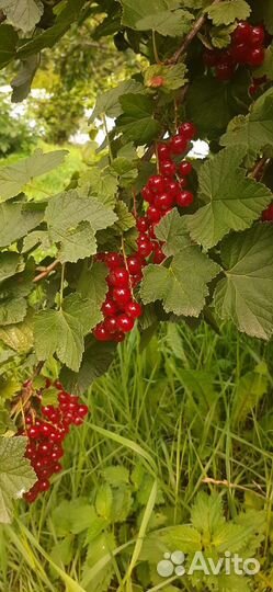 Красная смородина ягоды