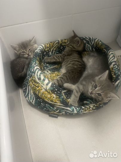 Котята в добрые руки 2 месяца