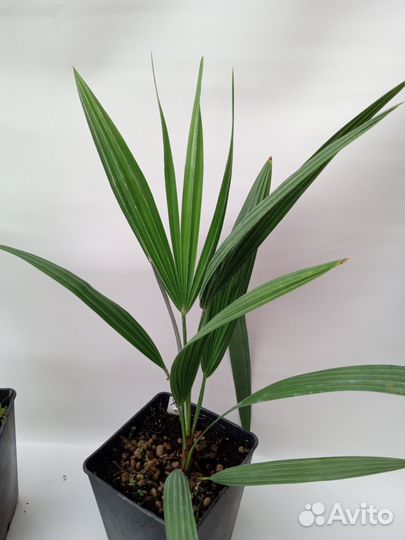 Пальмы каллистемон каллиандра питахайя