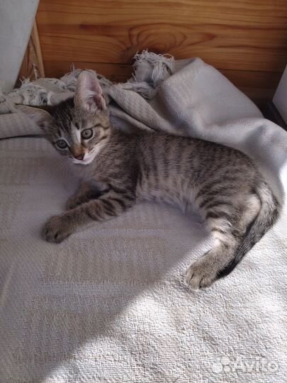 Отдам котенка в добрые руки