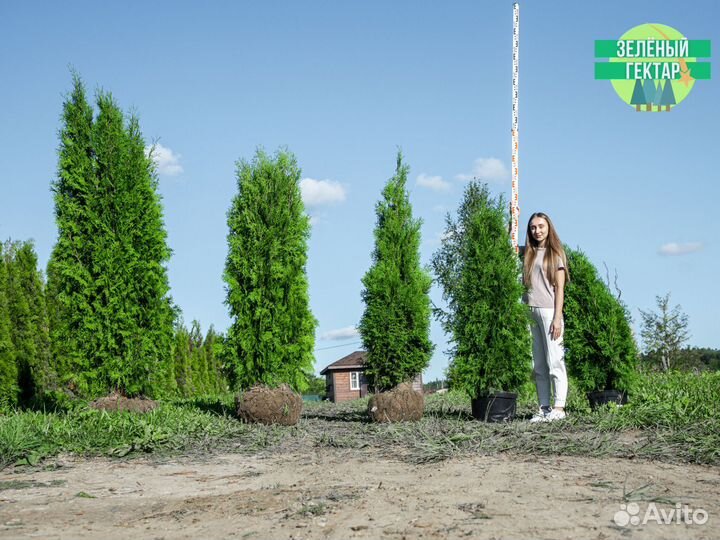 Туи колумна 1,4 м свежая копка 2023