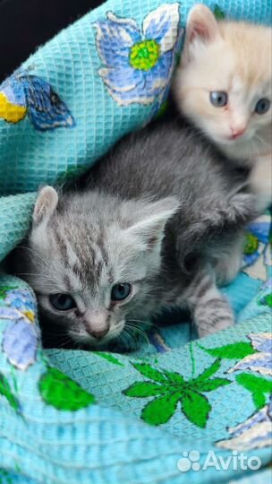 Кошка отдам в хороший руки