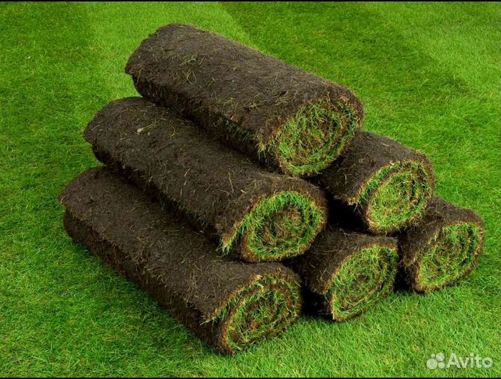 Рулонный газон от производителя