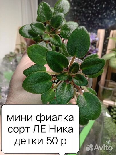 Мини фиалка Ле Ника