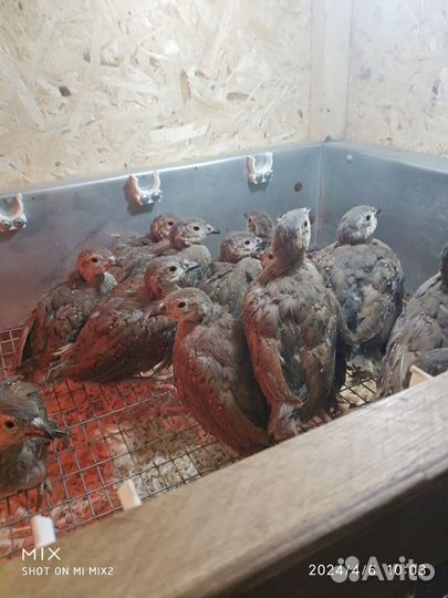 Кеклики (птенцы)