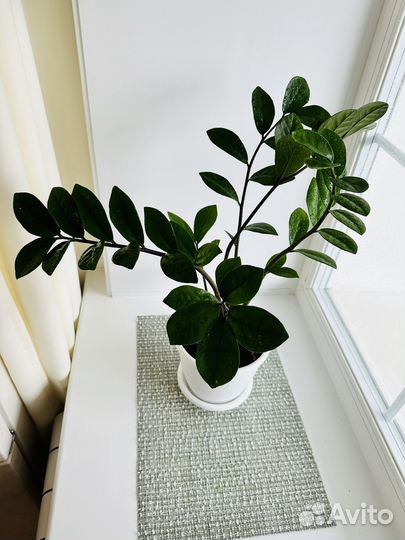 Замиокулькас