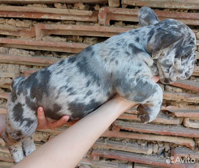 Француз мрамор кобель