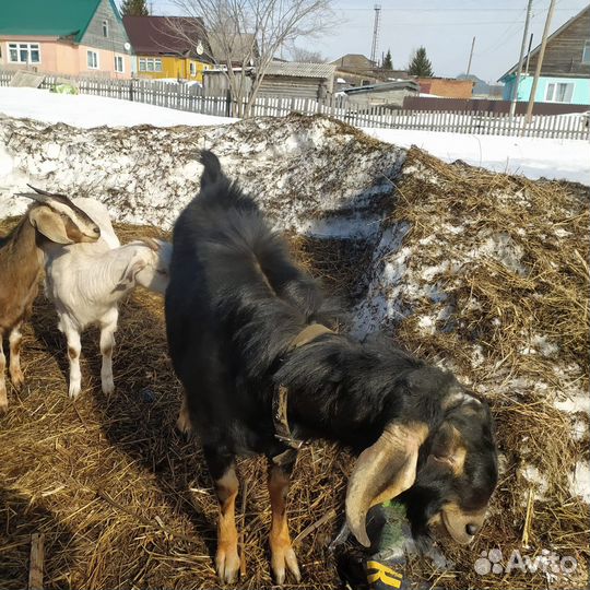 Англо нубийский козел