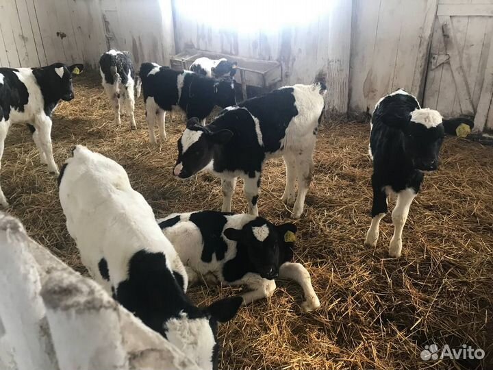 Телята, бычки