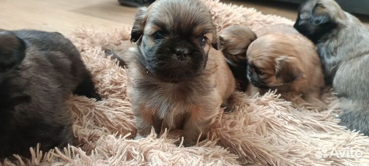 Щенки пекинеса