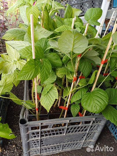 Саженцы малины