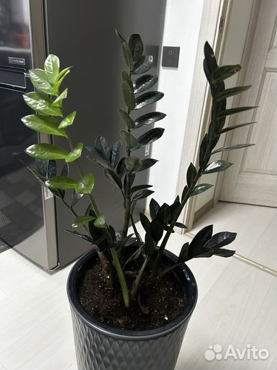 Замиокулькас равен