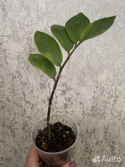 Замиокулькас