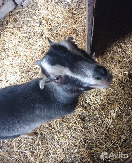 Козы ламанча