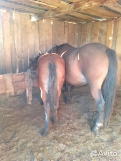Продается кобыла жерёбая с жеребёнком
