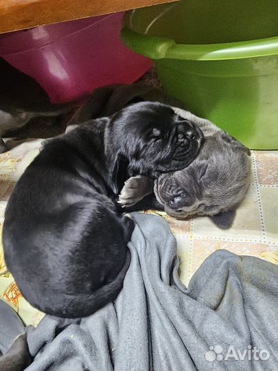 Щенки кане корсо