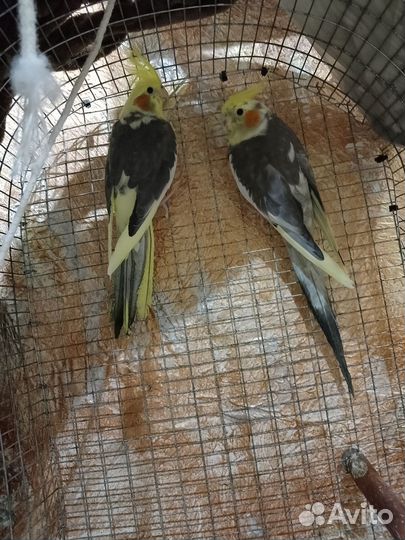 Попугай корелла парочка