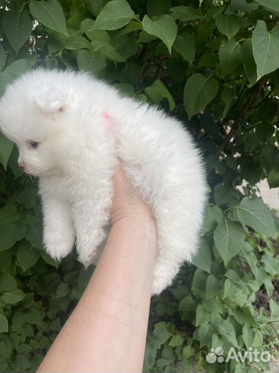 Померанский шпиц
