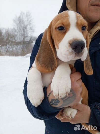 Бигль щенки