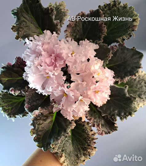 Сортовые фиалки