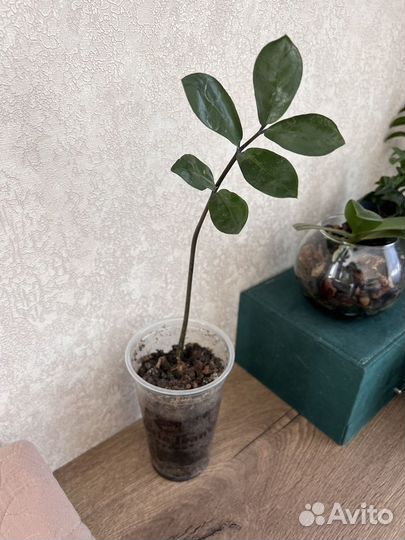 Замиокулькас вариегатный