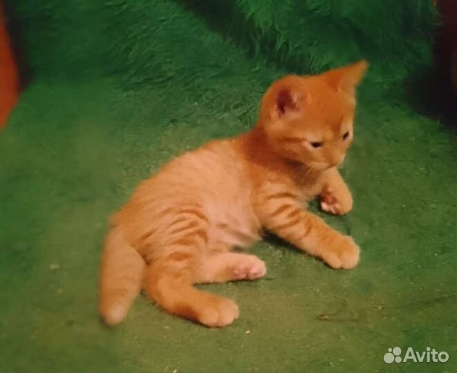 Котик 2 месяца