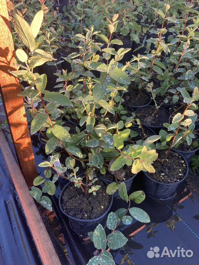 Саженцы жимолости