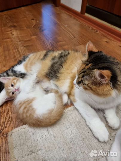 Котенок в дар бесплатно