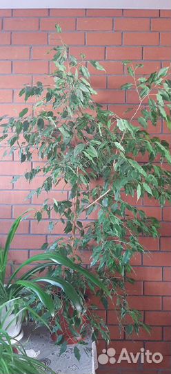 Фикус бенджамина