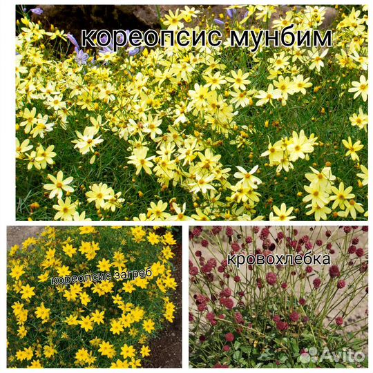 Низкорослые многолетники (читайте описание)