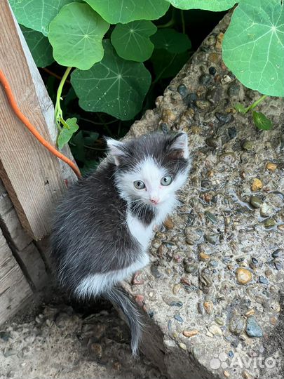 Котята