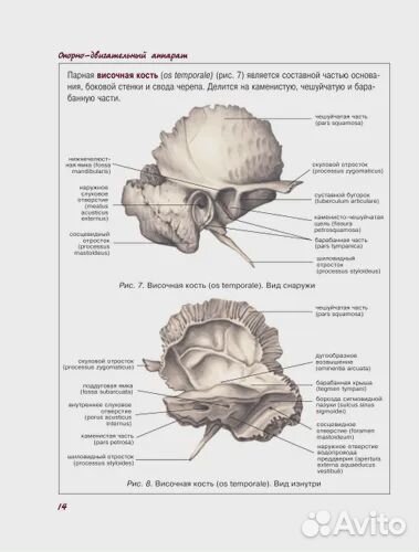 Атлас анатомии человека Лёвкин
