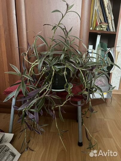 Алоэ столетник лечебный