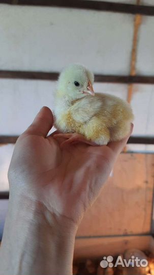 Бройлеры Коб 500