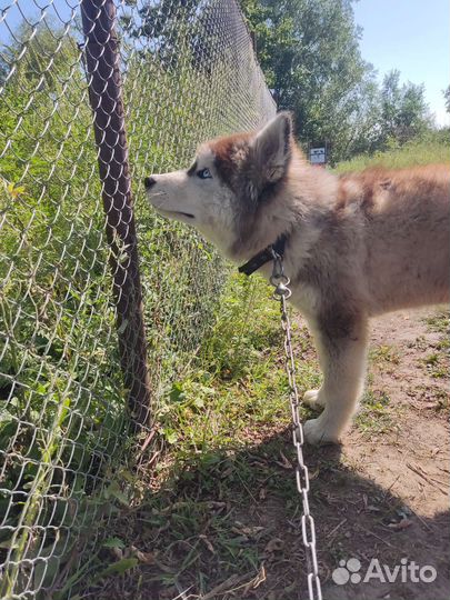 Щенок мальчик хаски