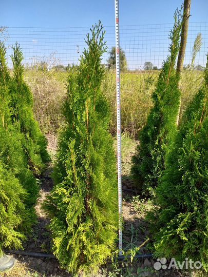 Туя смарагд 60-80 см
